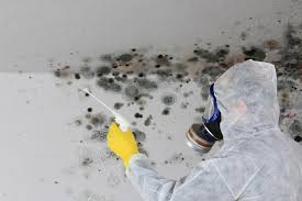 Trusted Findlay, OH Mold Inspection Experts